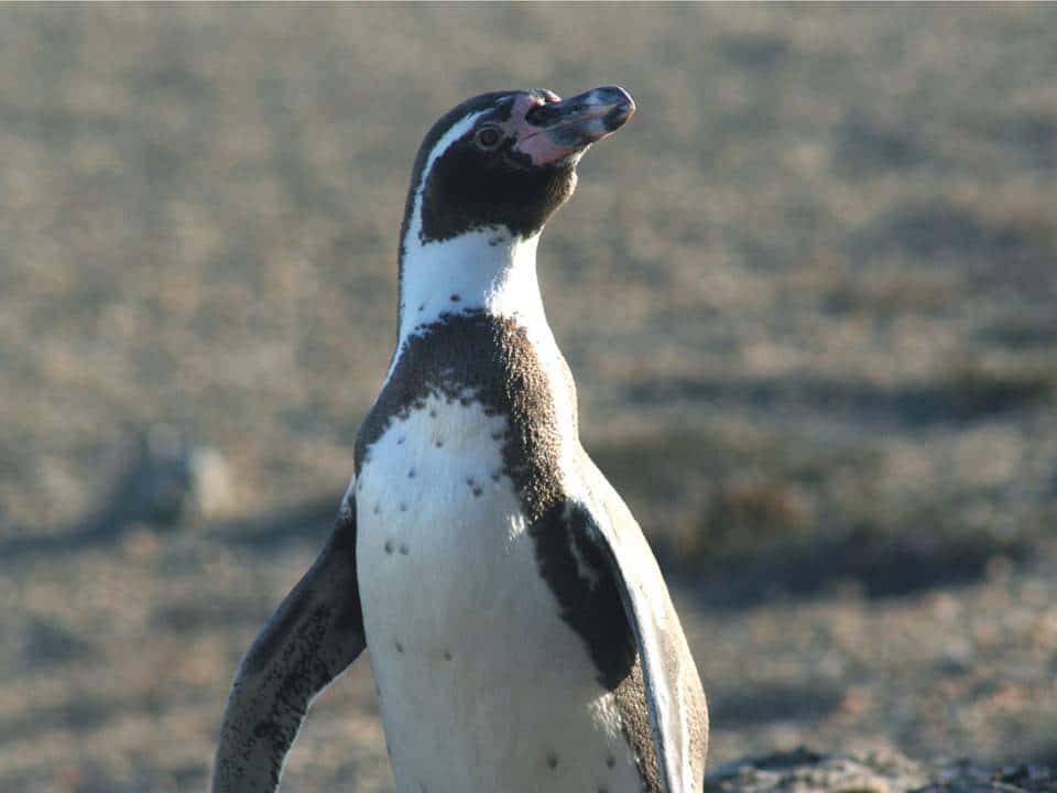 pingüino de Humboldt