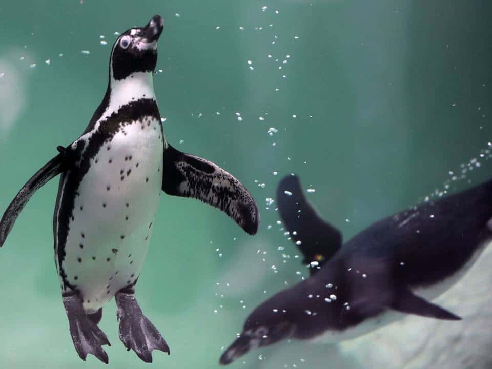 pingüino de Humboldt