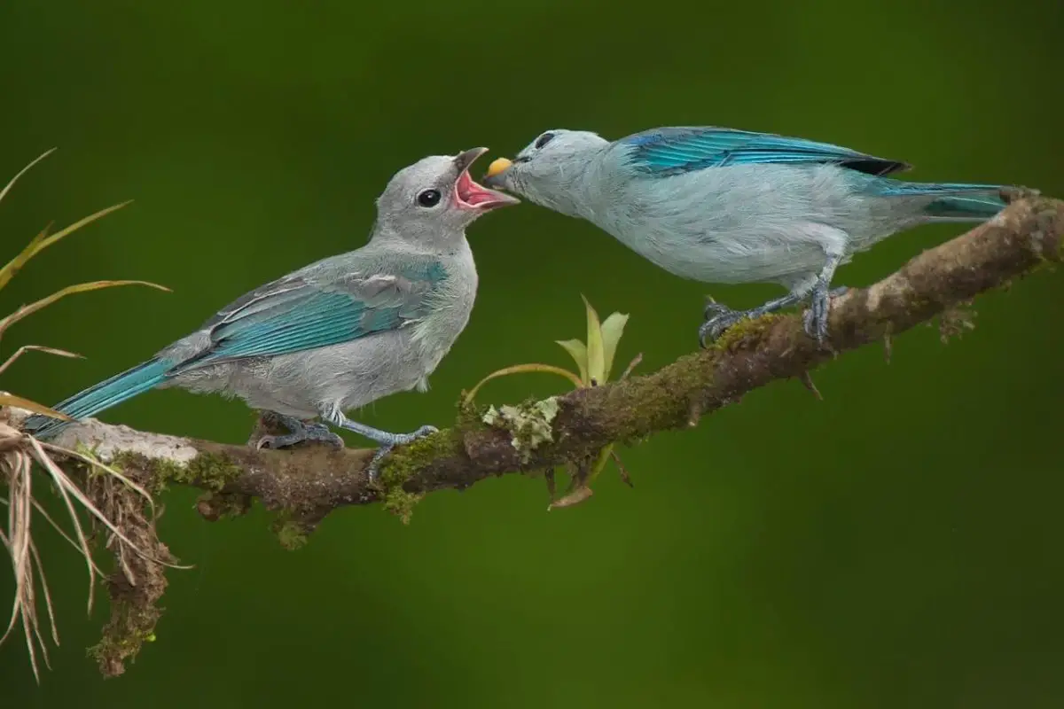 pájaro azulejo en pareja