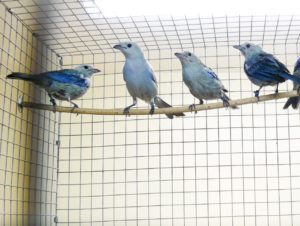pájaro azulejo episcopus