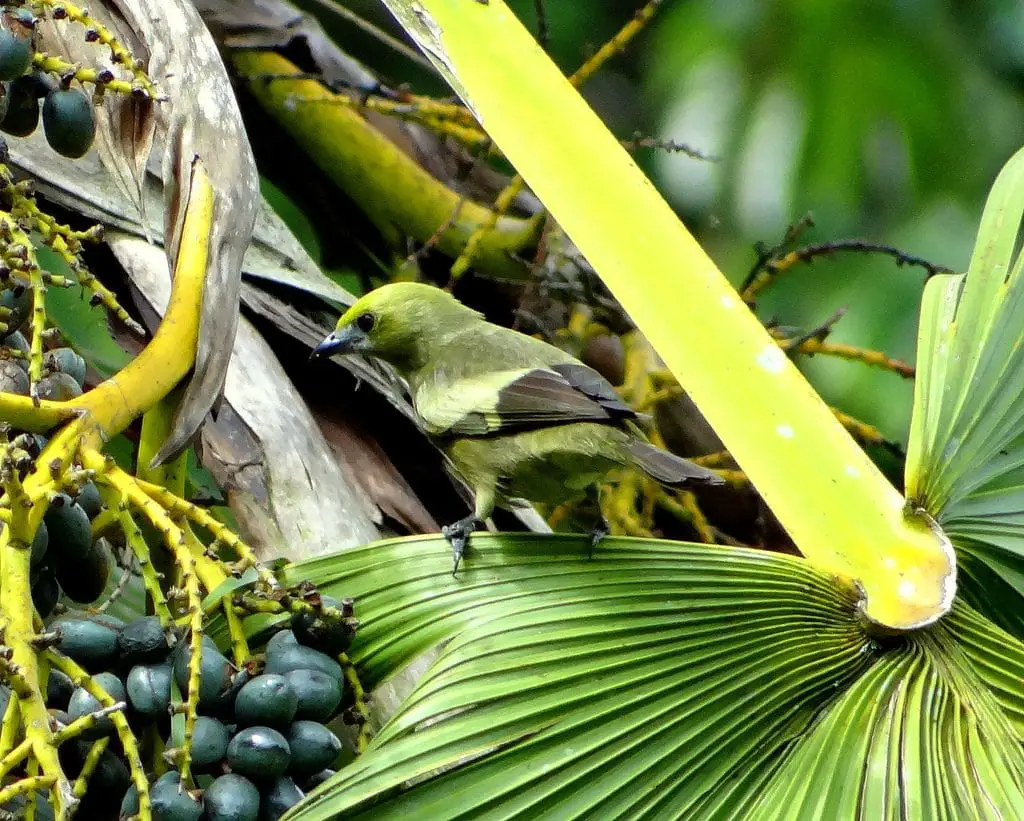 pájaro azulejo palmero
