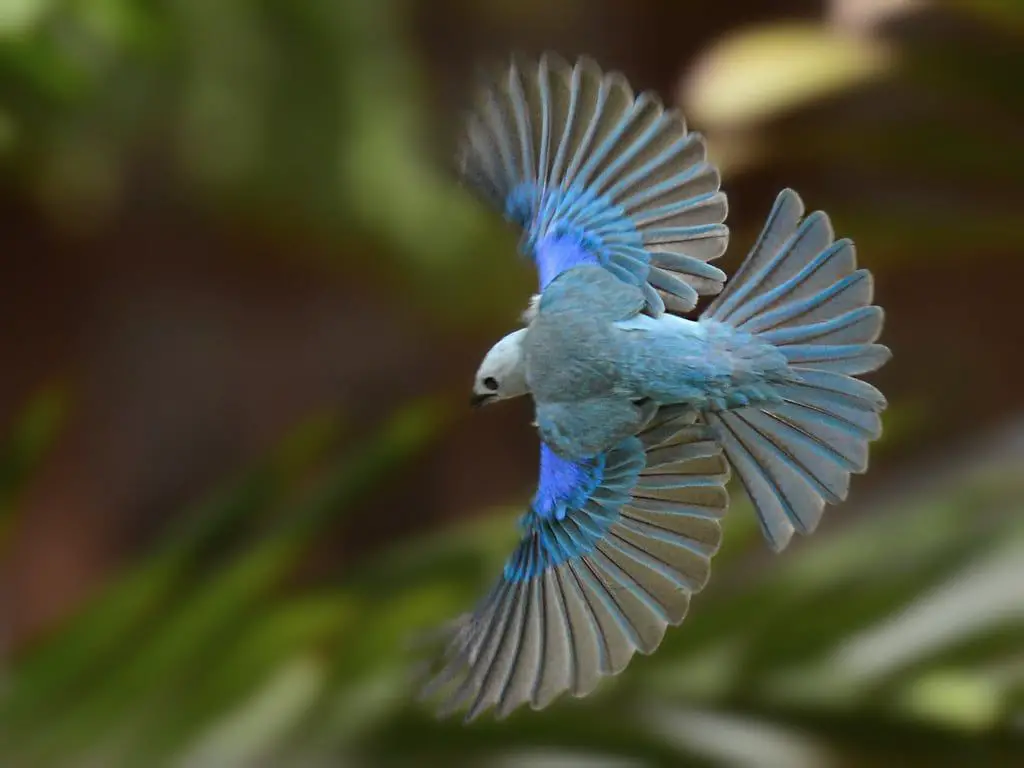 pájaro azulejo envergadura