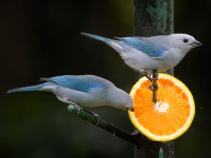 pájaro azulejo y frutas tropicales