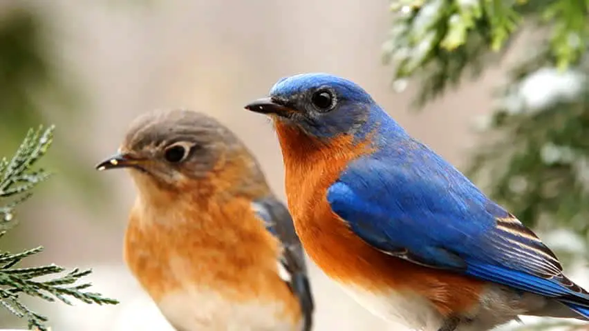 pájaro azulejo en hábitat