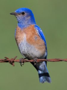 pájaro azulejo de garganta azul