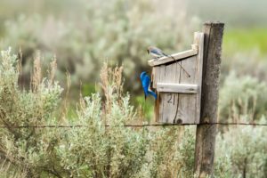 pájaro azulejo caja nido