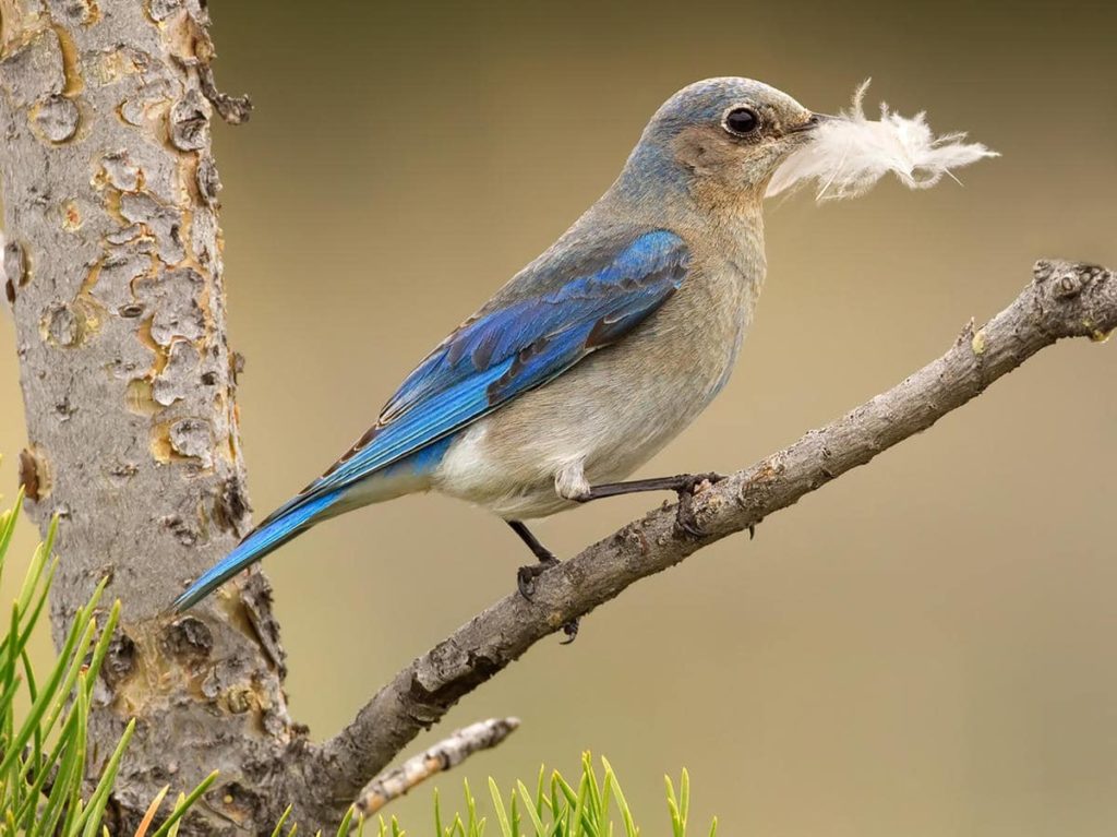 pájaro azulejo observador