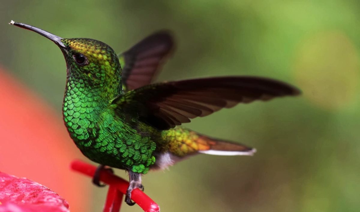 Colibrí esmeralda Todo lo que debes saber de estas aves