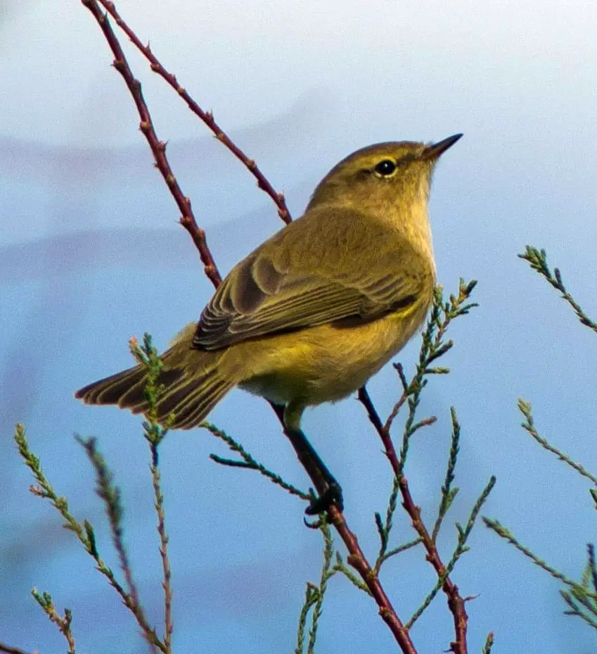 Mosquitero común o musical