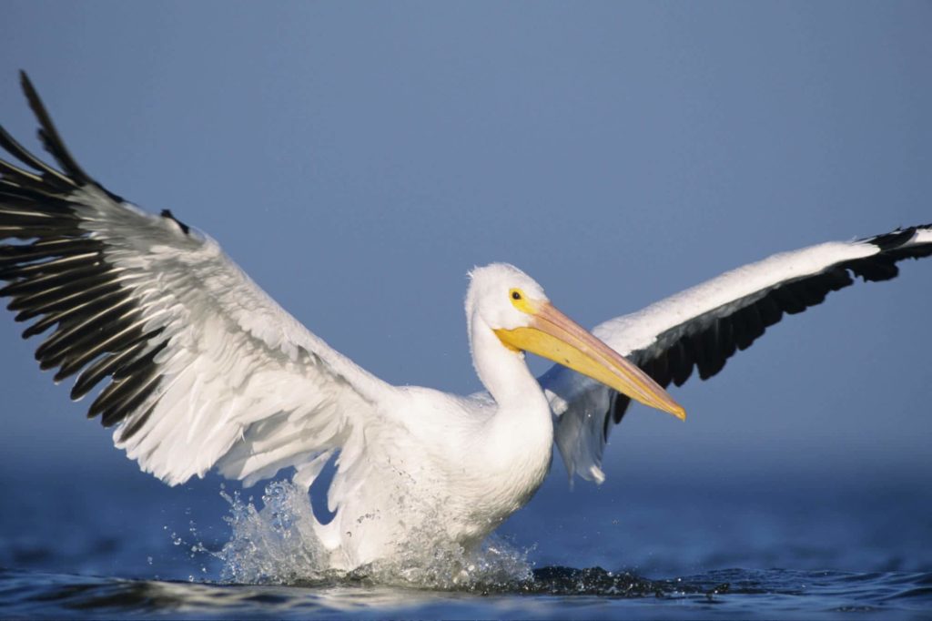 Pelicano blanco