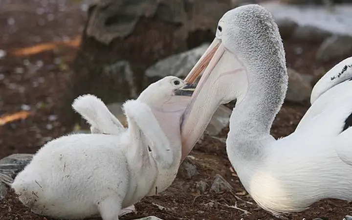  Pelicano blanco