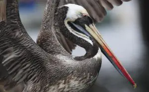 Pelicano chileno