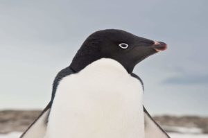  Pingüino adelia
