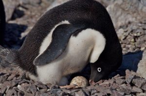 Pingüino adelia