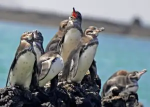 Pingüino de galapagos