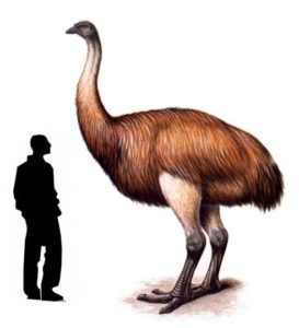 aves prehistóricas emú