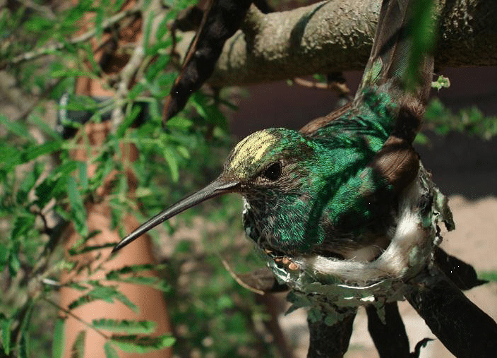 Colibrí esmeralda Todo lo que debes saber de estas aves