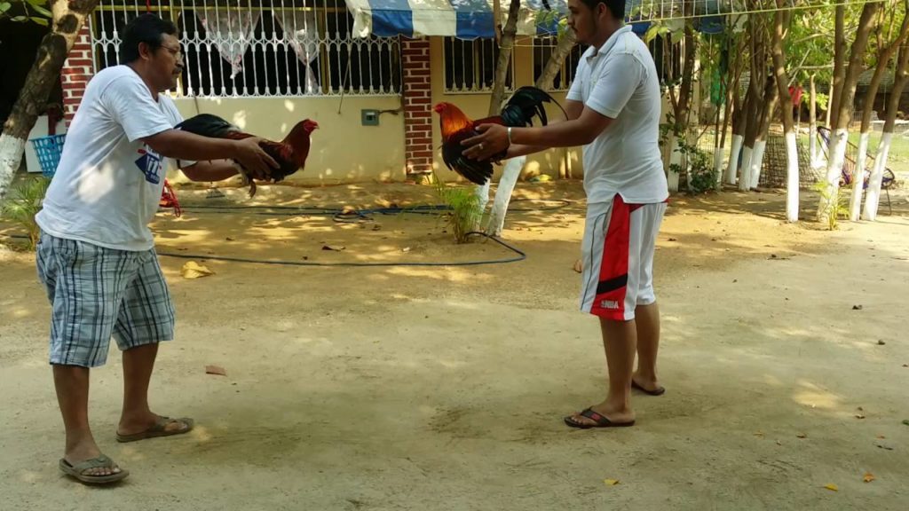 gallo albany entrenando