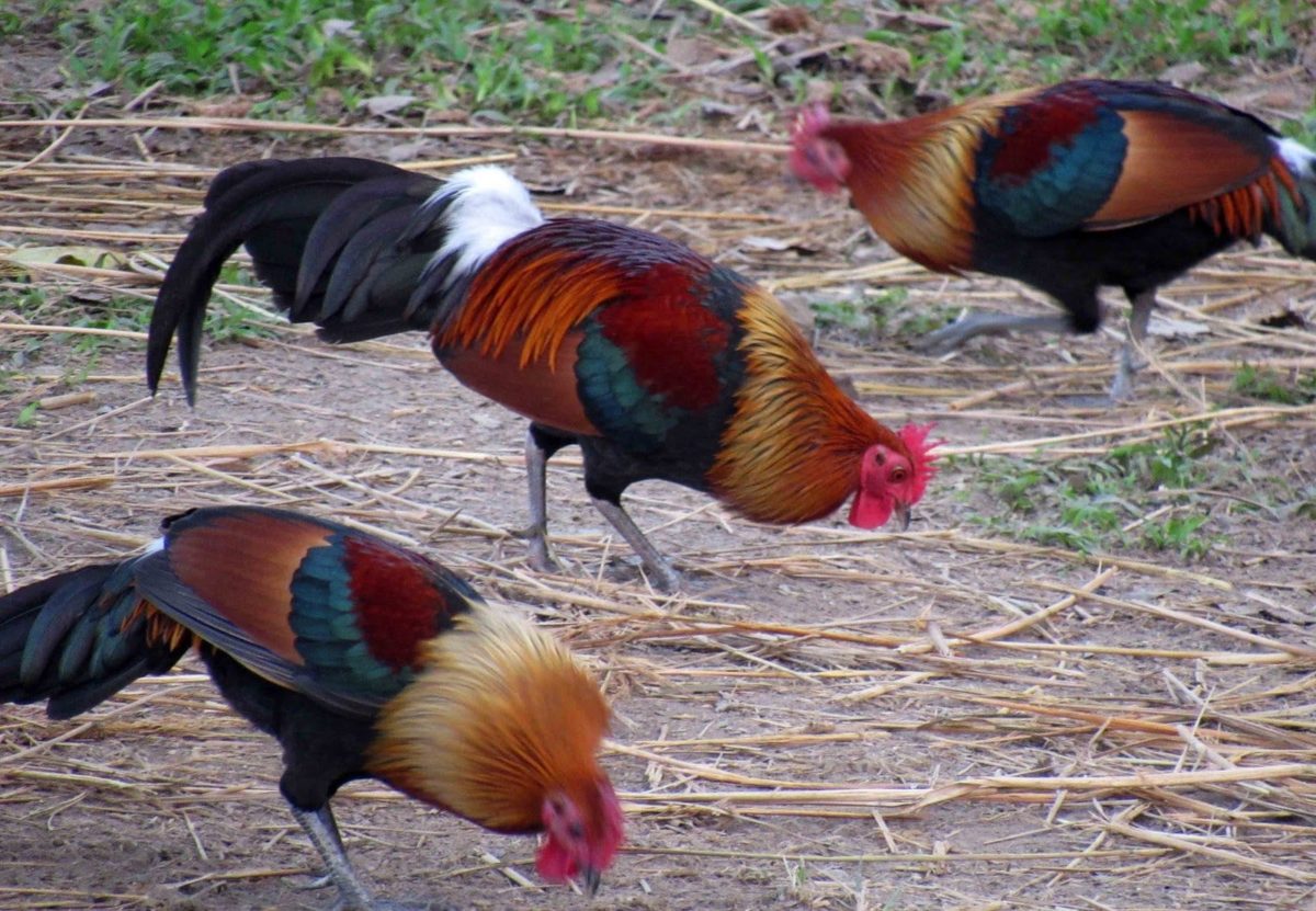 Gallo Java Gallo bankiva: todo lo que debes saber de estas aves