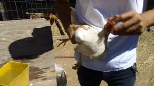 gallo blanco enfermedad