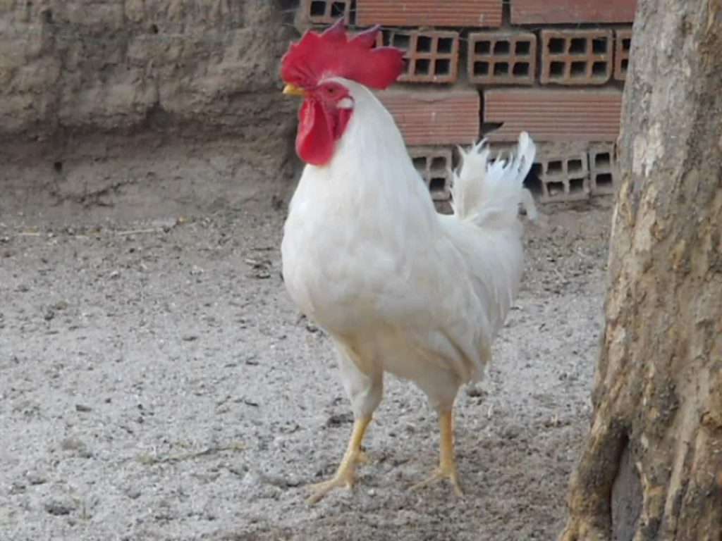 gallo blanco características