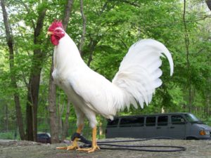 gallo blanco casta
