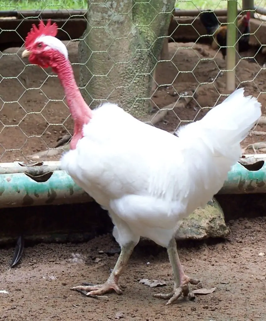 gallo blanco plumaje