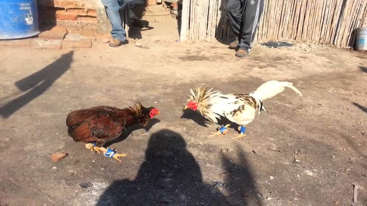 Gallo carioco: Todo lo que debes saber de estas aves