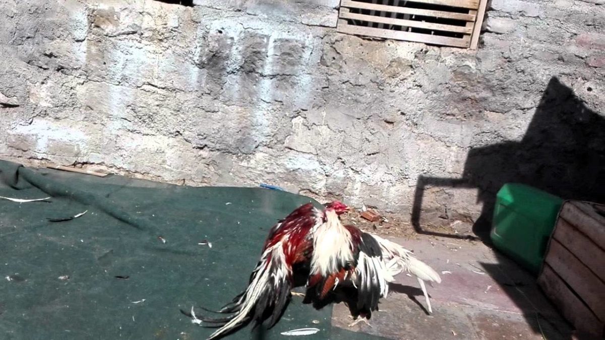 Gallo carioco: Todo lo que debes saber de estas aves