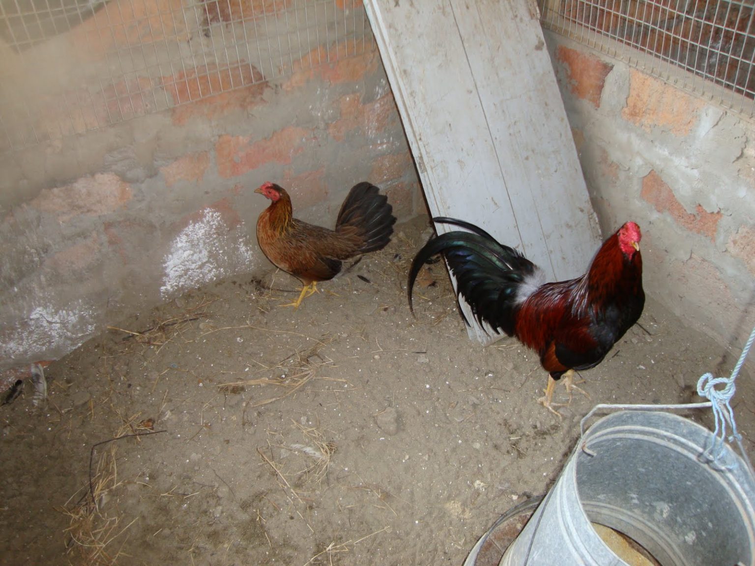 Gallo carioco: Todo lo que debes saber de estas aves