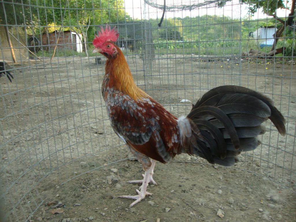 Gallo carioco: Todo lo que debes saber de estas aves