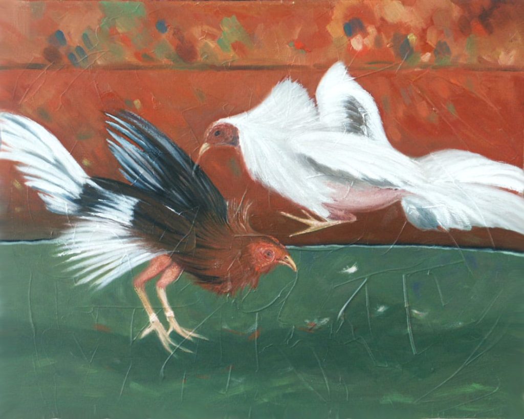 Gallo carioco: Todo lo que debes saber de estas aves
