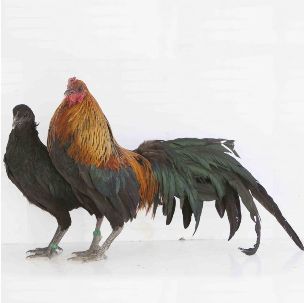 gallo de pelea reproducción
