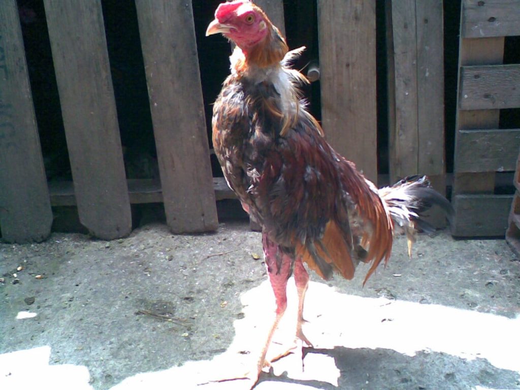 gallo de pelea desplumaje