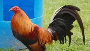 gallo de pelea raza mediana