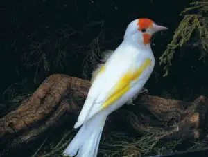 jilguero albino