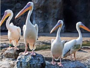 pelicano