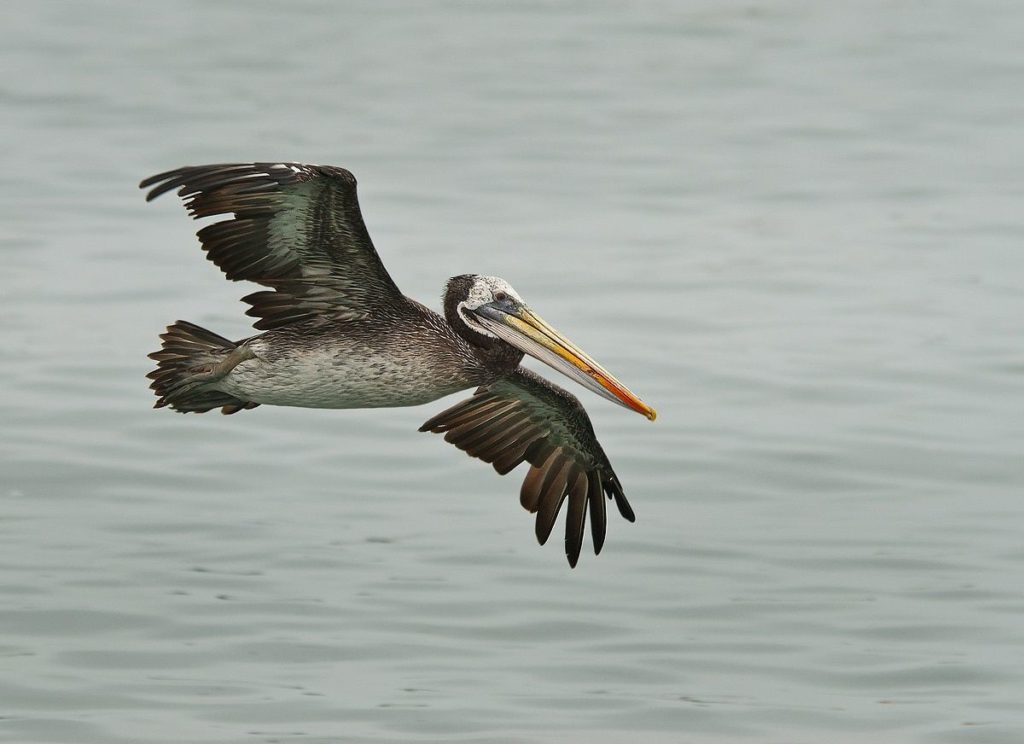 pelicano chileno