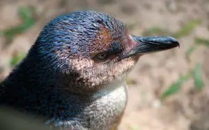 Pingüino azul