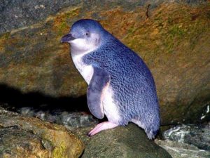 Pingüino azul 