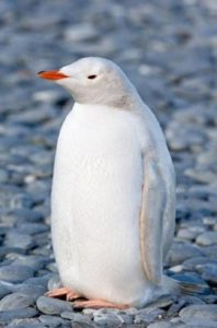 pingüino albino