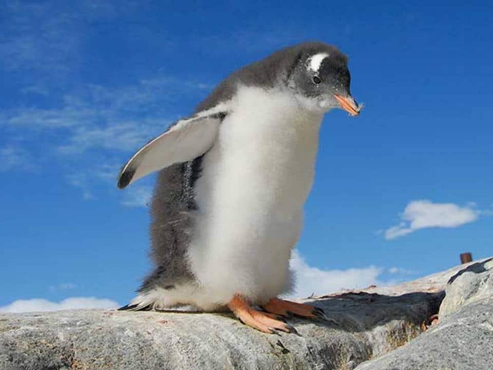 pingüino papua
