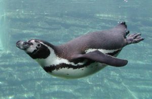 pingüino tropical