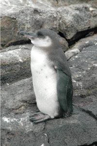pingüino tropical