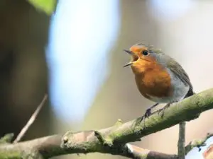 por que cantan los pájaros bonito