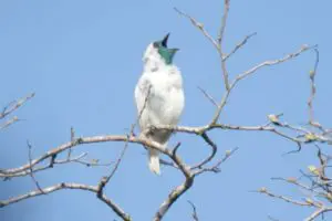 por que cantan los pájaros machos