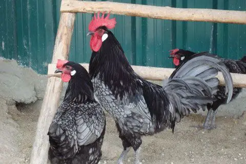 razas de gallos hermosos