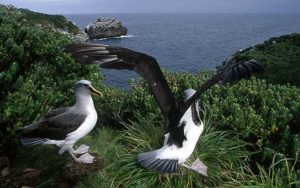 albatros errante