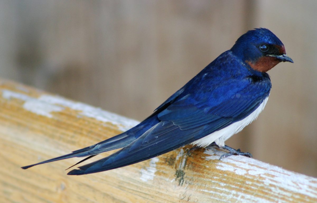 GOLONDRINA Caracter sticas Migraci n Alimentaci n Y M s