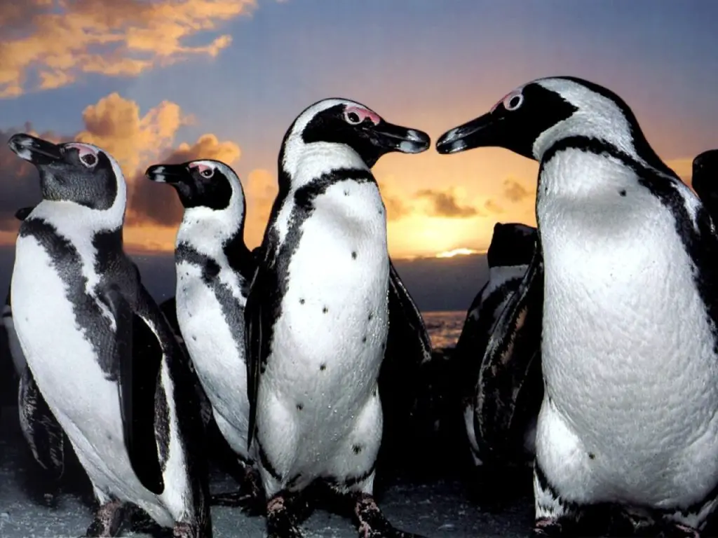 Pingüino de magallanes